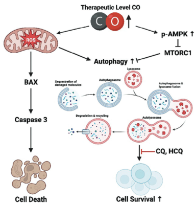 autophagy